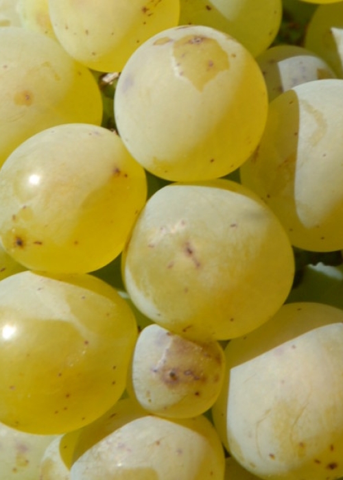 Sauvignon blanc LB 50